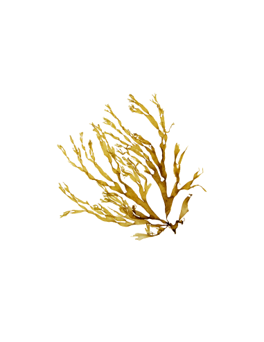 Sérum reafirmante con ácido hialurónico Sireia de BIO MER