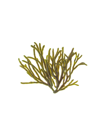 MARINE CELL. REGUL OIL CONCENTRADO