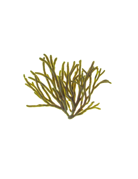 MARINE CELL. REGUL OIL CONCENTRADO