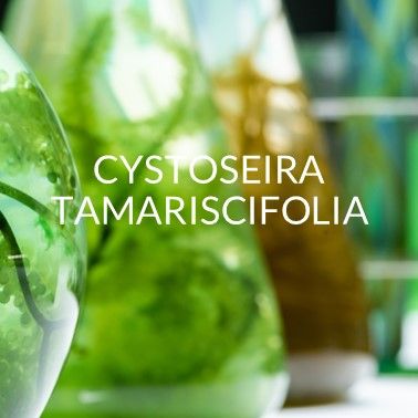 cystoseria