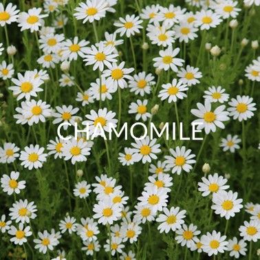 CHAMOMILE