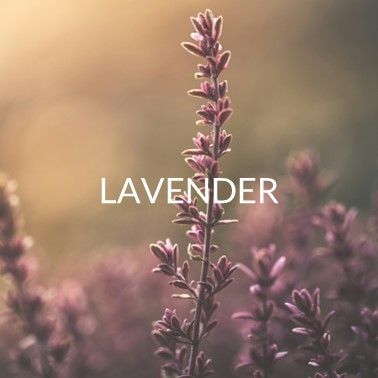 LAVENDER