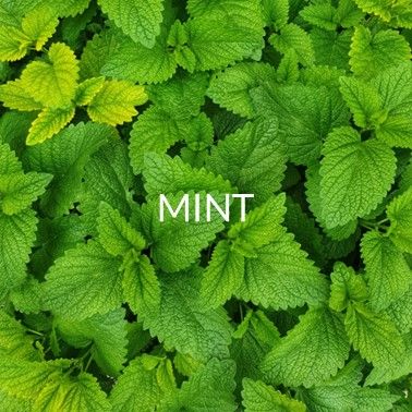 MINT