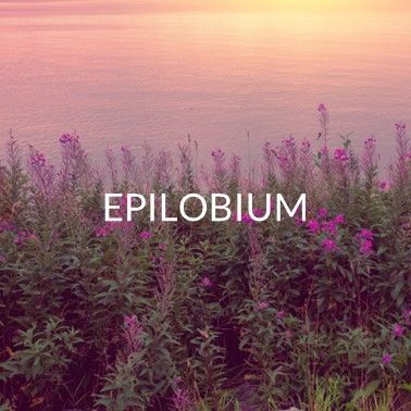 EPILOBIUM