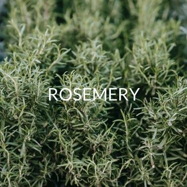 ROSEMERY