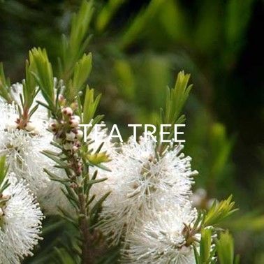 TEA TREE