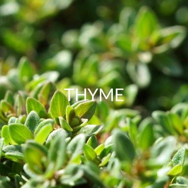 THYME