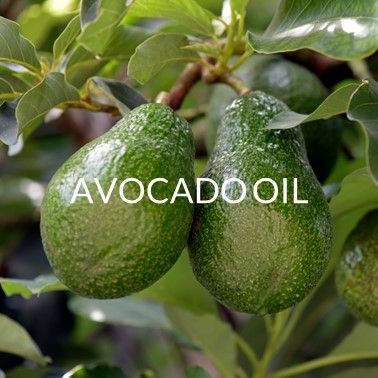 AVOCADO