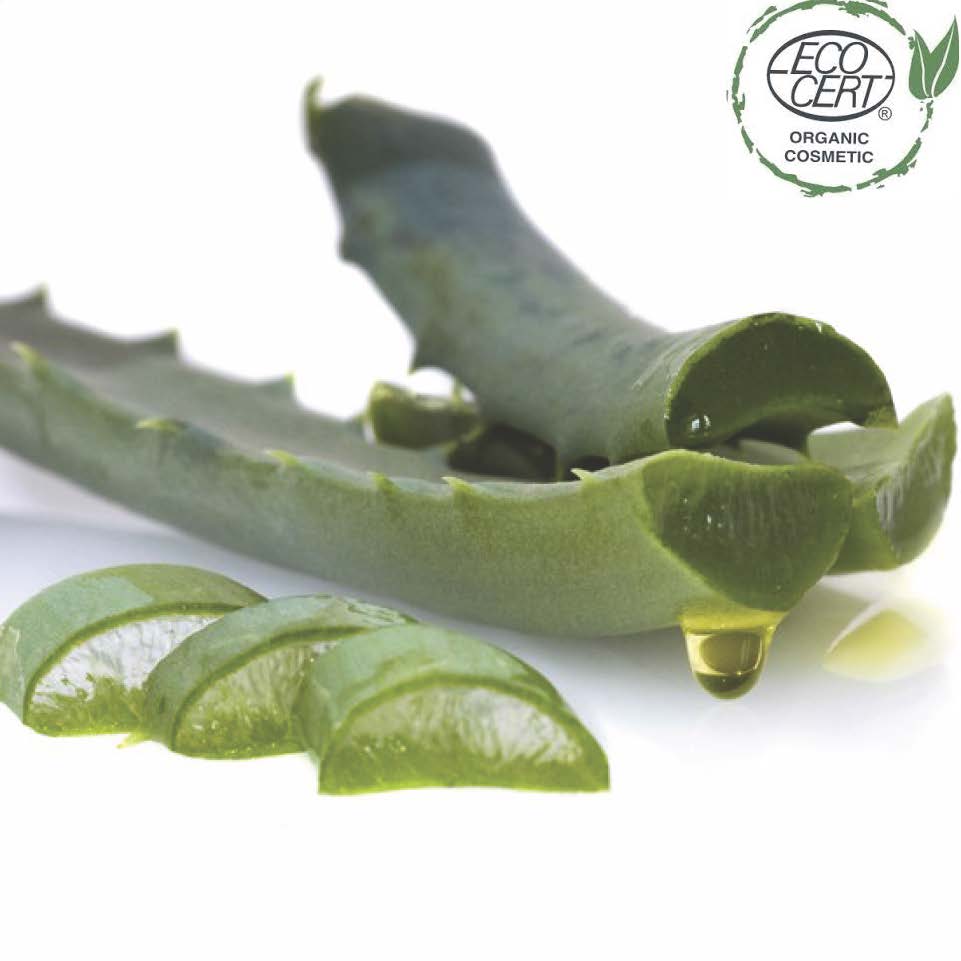 Aloe-barbadensis-leaf-extract-ecologica